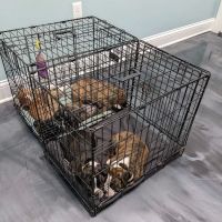 Progressive Animal Healthcare ico
