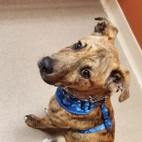 Ceglinski Animal Clinic ico