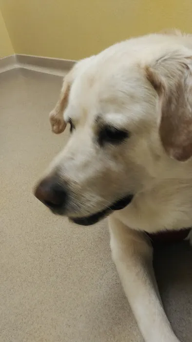 Ceglinski Animal Clinic 9