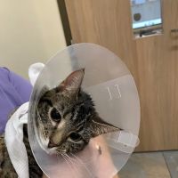 Lone Oak Animal Clinic ico