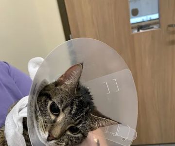 Lone Oak Animal Clinic