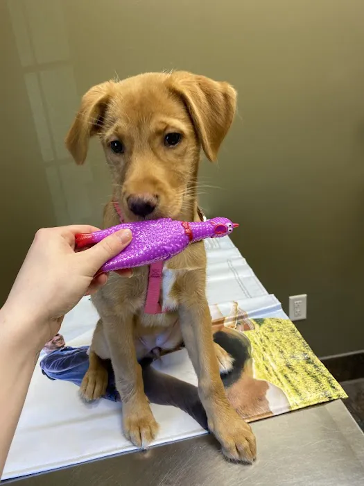 Skyview Animal Clinic: Foutz Christi DVM 2