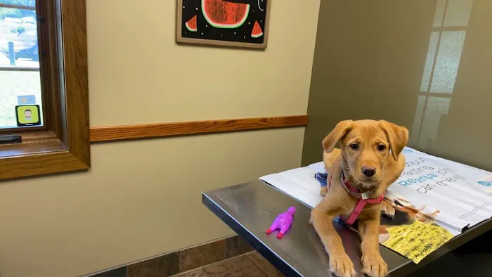 Skyview Animal Clinic: Foutz Christi DVM 1