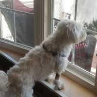 Stone Veterinary Clinic ico
