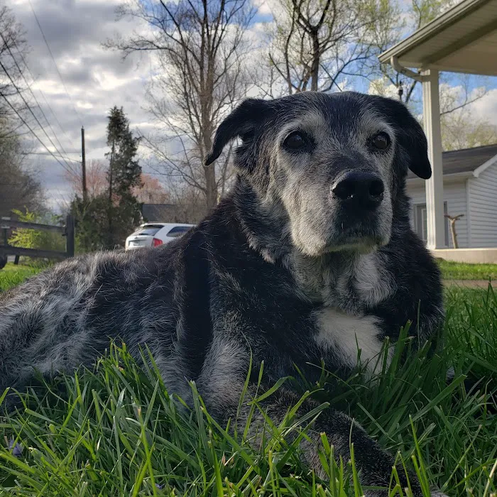 Bennett Veterinary Services 6