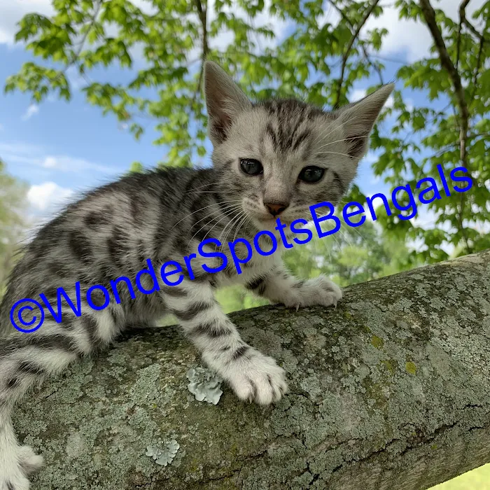 Wonder Spots Bengals 3