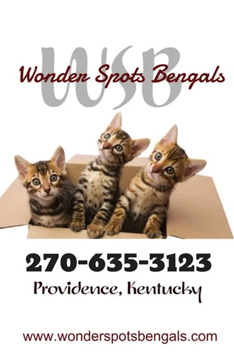 Wonder Spots Bengals 1