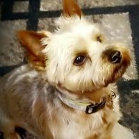 Animal Health & Wellness Center ico