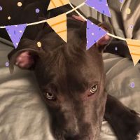 Bluegrass Animal Healthcare ico