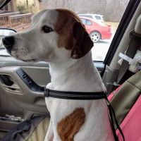 East Brook Animal Clinic ico