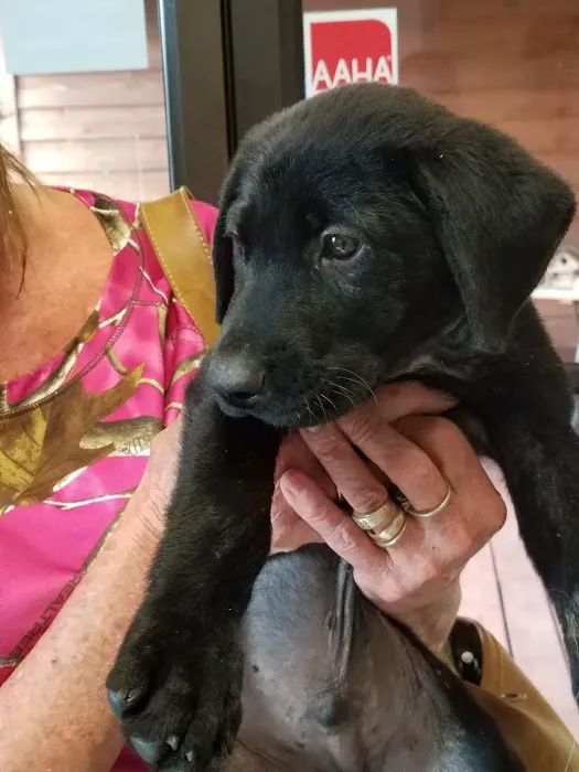 East Brook Animal Clinic 6