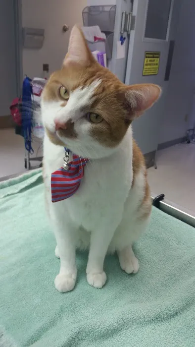 East Brook Animal Clinic 10
