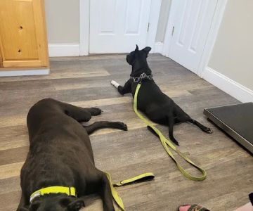 McEwen Animal Clinic