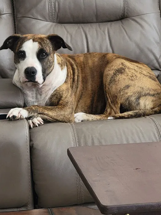 Salado Veterinary Hospital & Urgent Care 1