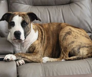 Salado Veterinary Hospital & Urgent Care