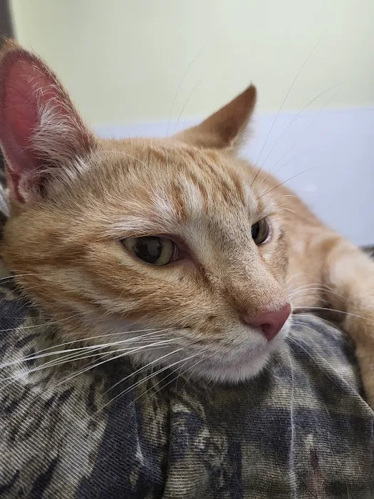 Salado Veterinary Hospital & Urgent Care 4