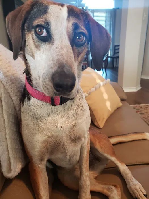Salado Veterinary Hospital & Urgent Care 10