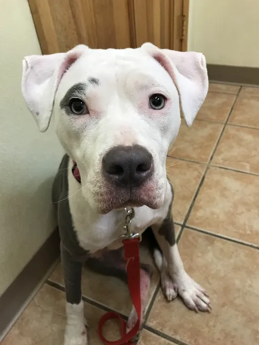 Belton Veterinary Clinic 9
