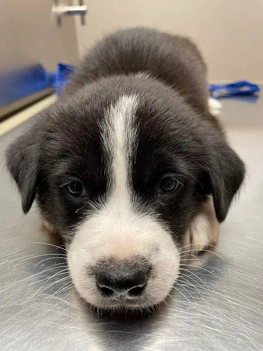 Belton Small Animal Clinic 2