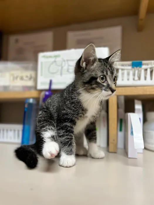 Belton Small Animal Clinic 4