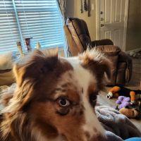 Family Pet Clinic ico