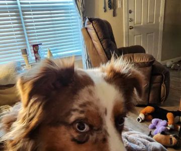 Family Pet Clinic