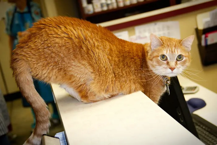 Family Pet Clinic 4