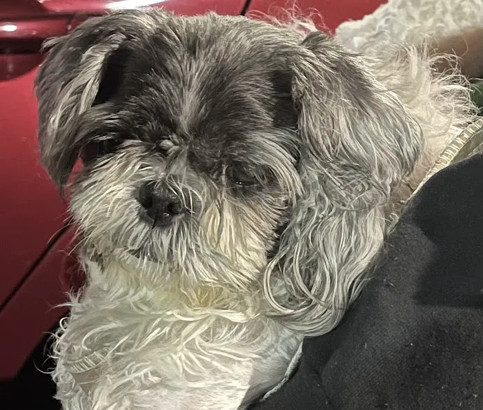 Pet Medical Center 8