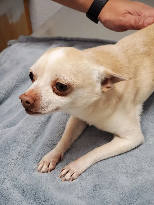 Animal Emergency Center of Temple- Belton 3