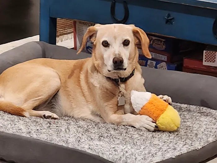 Animal Emergency Center of Temple- Belton 2