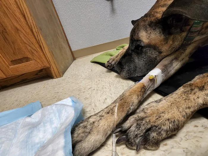 Animal Emergency Center of Temple- Belton 5