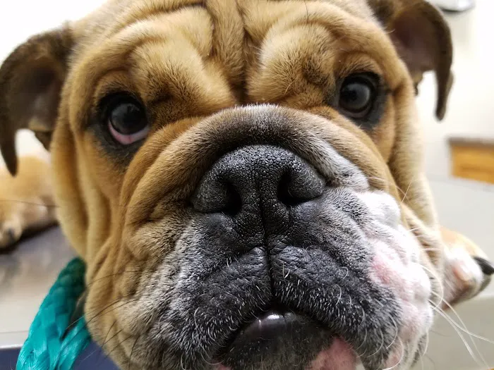 Animal Emergency Center of Temple- Belton 4