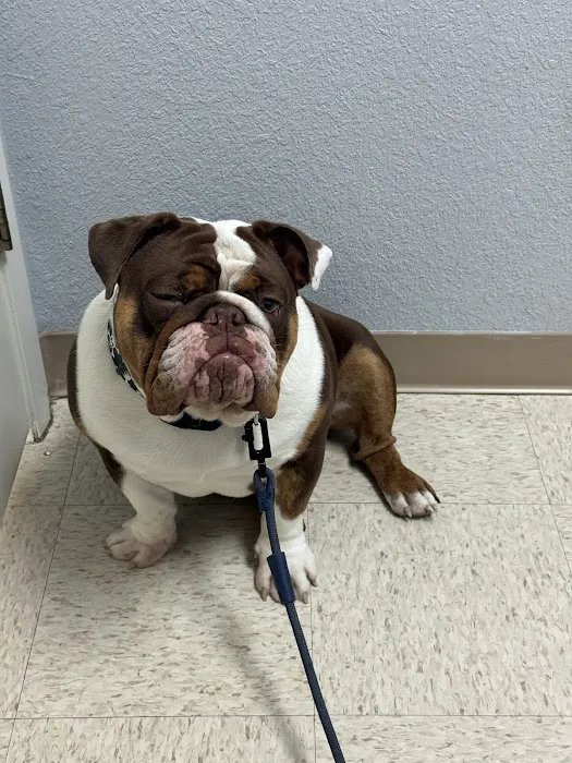 Animal Emergency Center of Temple- Belton 9
