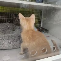 Vetco Vaccination Clinic ico
