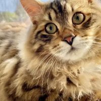 Copper Hill Animal Clinic ico