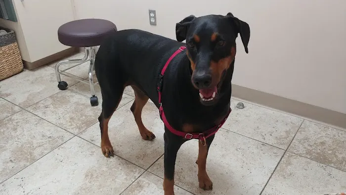 Copper Hill Animal Clinic 5
