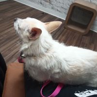 Treehouse Animal Hospital ico