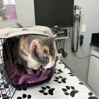 Valencia Veterinary Center ico