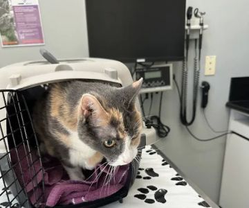 Valencia Veterinary Center