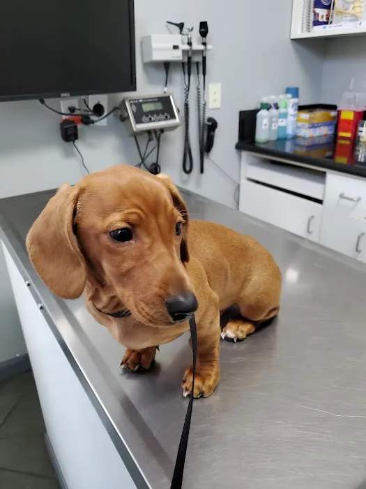 Valencia Veterinary Center 4