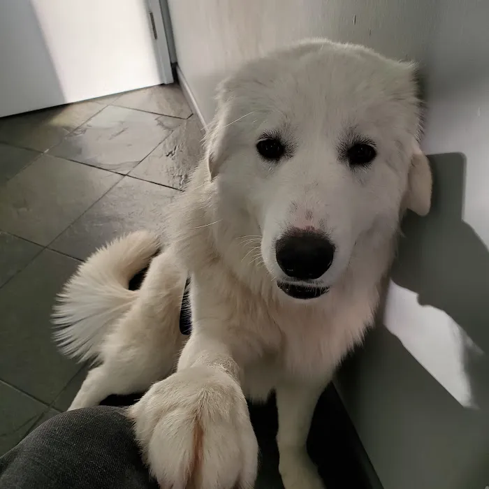 Valencia Veterinary Center 10