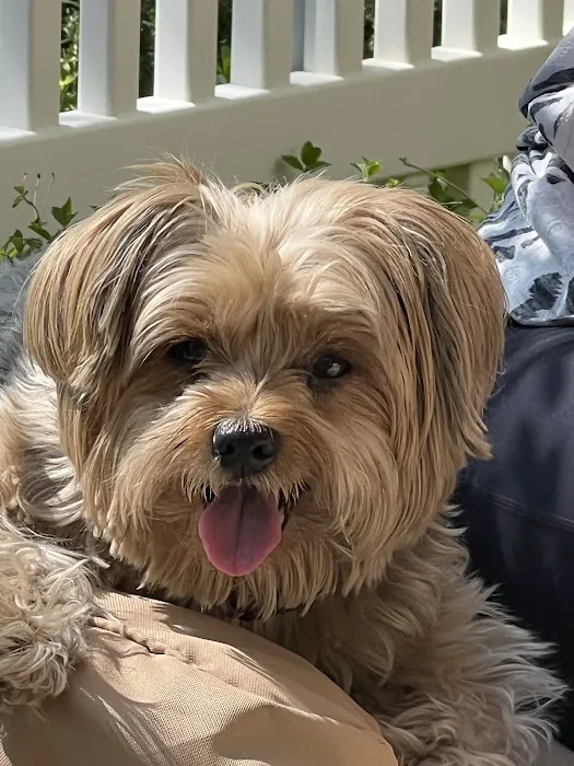 Saugus Animal Hospital 1