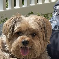 Saugus Animal Hospital ico