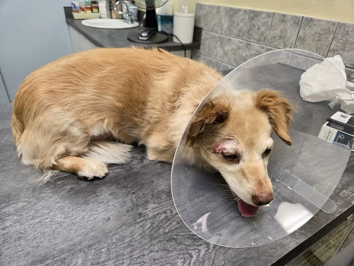 Saugus Animal Hospital 4