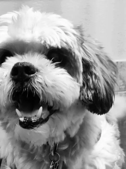 Saugus Animal Hospital 7