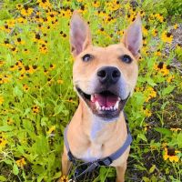 Little Paws Dog & Cat Hospital ico