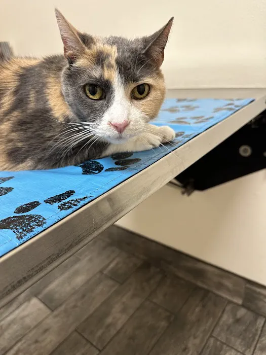 Little Paws Dog & Cat Hospital 6