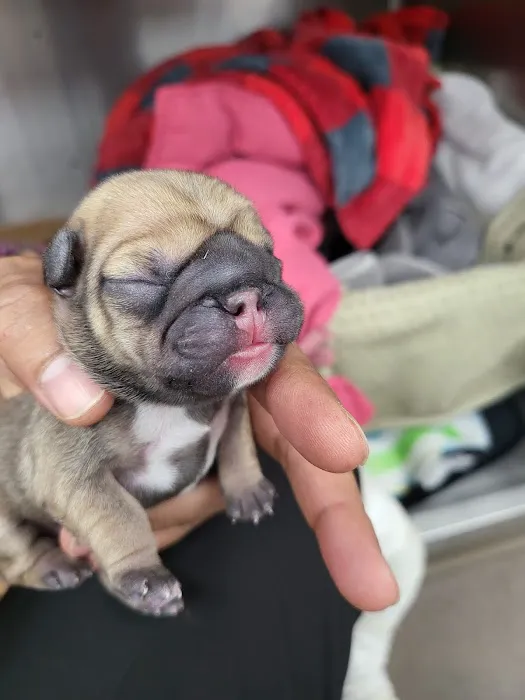 Grand Canyon Veterinary Hospital 10