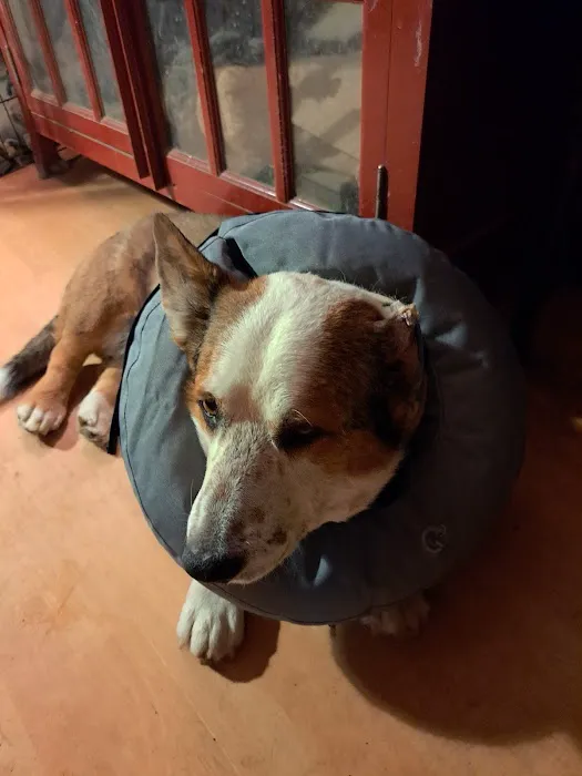 Grand Canyon Veterinary Hospital 8