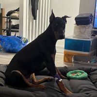 Santa Clarita Animal Urgent Care and Wellness Center ico